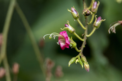 Nicotiana tomentosiformis