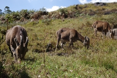 Nilgiritragus hylocrius