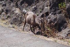 Nilgiritragus hylocrius