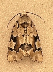 Emarginea percara