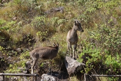 Nilgiritragus hylocrius