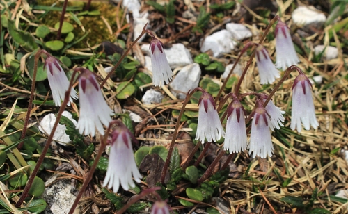 Image of Soldanella minima by (c) Gail A Baker, some rights reserved (CC BY)