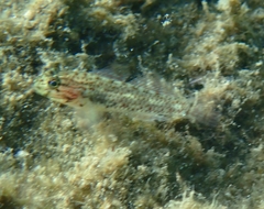 Coryphopterus dicrus