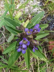 Gentiana cruciata cruciata