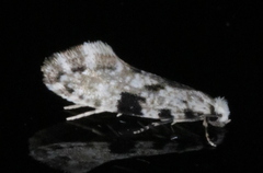 Nemapogon auropulvella