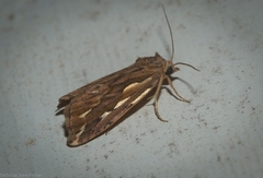 Meyrickella torquesauria