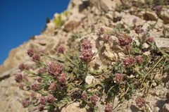 Monardella australis