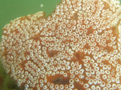Botryllus