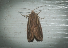 Meyrickella torquesauria