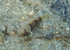 Bathygobius mystacium