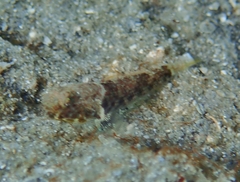 Bathygobius mystacium