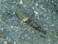 Bathygobius mystacium