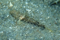 Bathygobius mystacium
