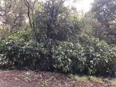 Plectranthus ecklonii