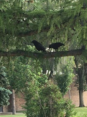 Corvus brachyrhynchos