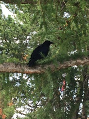 Corvus brachyrhynchos