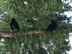 Corvus brachyrhynchos