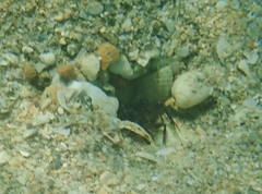 Axiopsis serratifrons