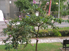 Lagerstroemia