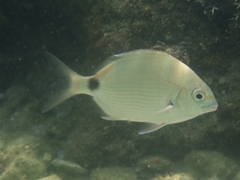 Diplodus caudimacula