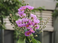 Lagerstroemia