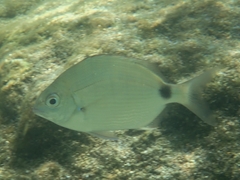 Diplodus caudimacula