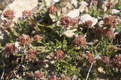 Monardella australis