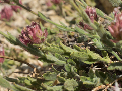 Monardella australis