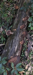 Funalia