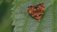 Choreutis hyligenes