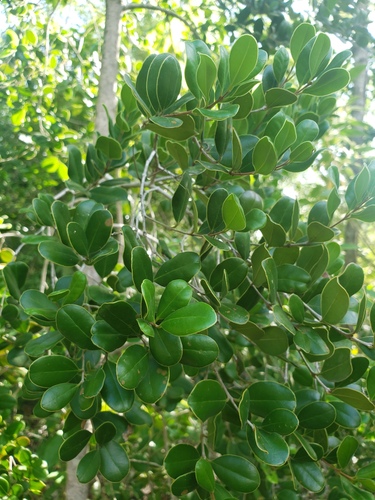 Eugenia woodburyana, 2021-11-03