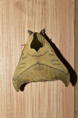 Hylesia scortina