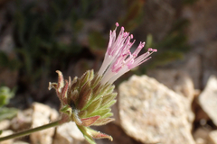 Monardella australis