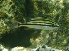 Haemulon macrostoma