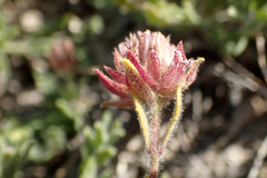Monardella australis