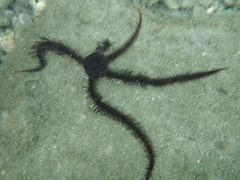 Ophiocoma echinata