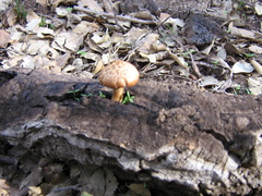 Gymnopilus suberis
