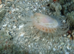 Ctenoides mitis