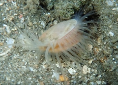 Ctenoides mitis