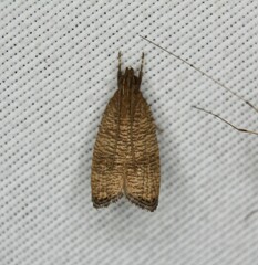 Psilocorsis cryptolechiella