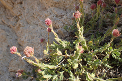 Monardella australis