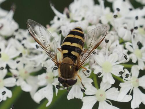 Hairy-eyed Flower Fly photo 4