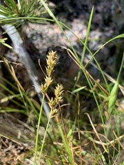 Carex occidentalis