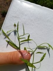 Campanula aparinoides