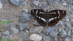 Limenitis helmanni