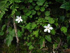 Ellisiophyllum pinnatum