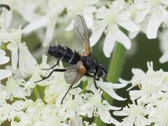 Phyllomya volvulus
