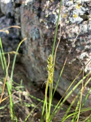 Carex occidentalis