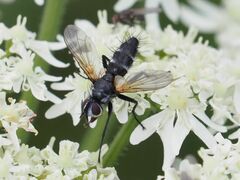 Phyllomya volvulus