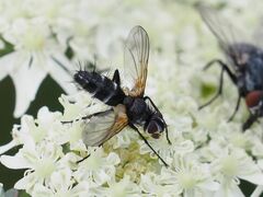 Phyllomya volvulus
